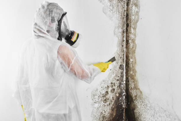 Best Best Mold Removal Companies  in Jones Creek, TX