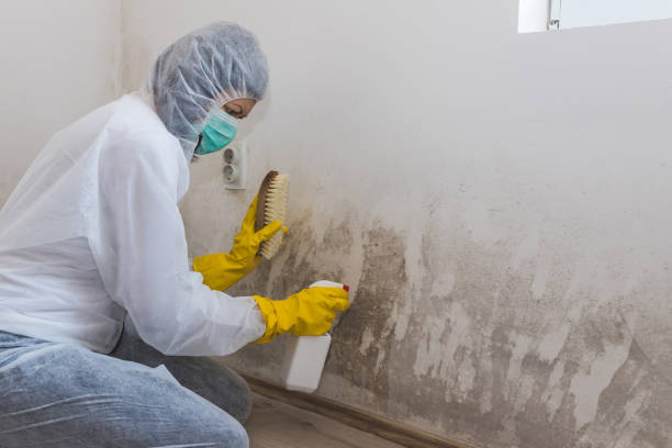 Trusted Jones Creek, TX Mold Removal Experts
