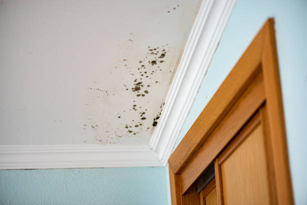 Best Professional Mold Removal  in Jones Creek, TX