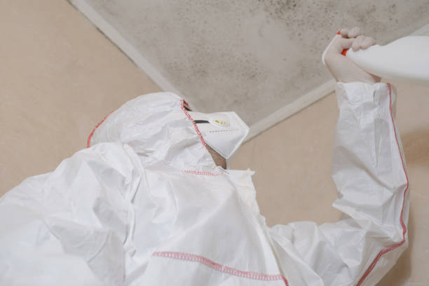 Best Mold Damage Repair  in Jones Creek, TX