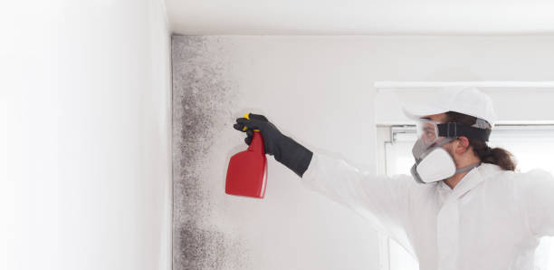 Best Toxic Mold Removal  in Jones Creek, TX