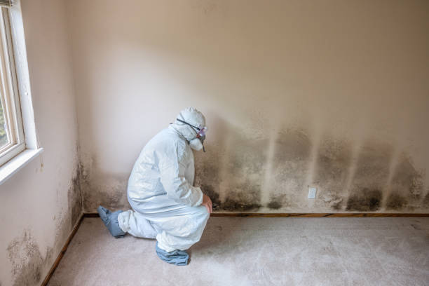 Best Attic Mold Removal  in Jones Creek, TX