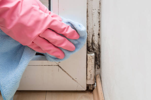 Best Mold Removal Process  in Jones Creek, TX