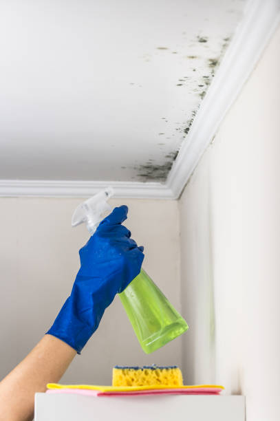 Best Black Mold Removal  in Jones Creek, TX