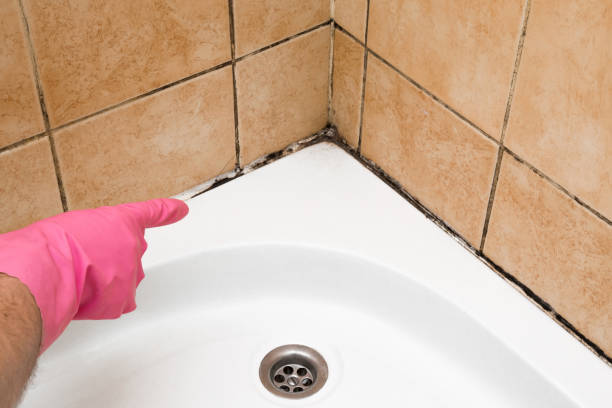 Best Black Mold Removal  in Jones Creek, TX